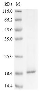 Greater than 85% as determined by SDS-PAGE.Recombinant Human C-X-C Motif Chemokine 13 (CXCL13) Protein (His&Myc)