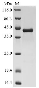 Greater than 85% as determined by SDS-PAGE.Recombinant Human C-X-C Motif Chemokine 2 (CXCL2) Protein (His-GST&Myc)