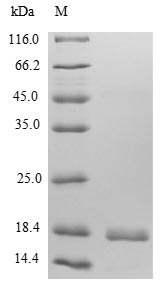 Greater than 85% as determined by SDS-PAGE.Recombinant Human C-X-C Motif Chemokine 9 (CXCL9) Protein (His&Myc)