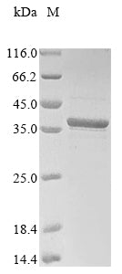 Greater than 85% as determined by SDS-PAGE.Recombinant Human C-X-C Chemokine Receptor Type 3 (CXCR3) Protein (His-GST)