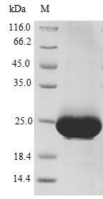 Greater than 90% as determined by SDS-PAGE.