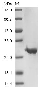 Greater than 90% as determined by SDS-PAGE.Recombinant Human C-X-C Chemokine Receptor Type 4 (CXCR4) Protein (GST)