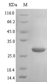 Greater than 90% as determined by SDS-PAGE.