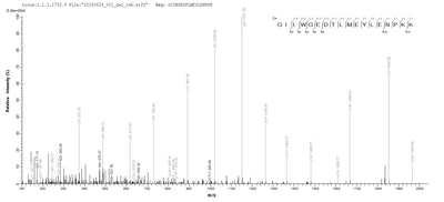 Based on the SEQUEST from database of E.coli host and target protein, the LC-MS/MS Analysis result of this product could indicate that this peptide derived from E.coli-expressed Homo sapiens (Human) CYCS.Recombinant Human Cytochrome C (CYCS) Protein (GST)