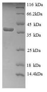Greater than 90% as determined by SDS-PAGE.Recombinant Human Cytochrome C (CYCS) Protein (GST)