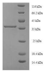 Greater than 90% as determined by SDS-PAGE.