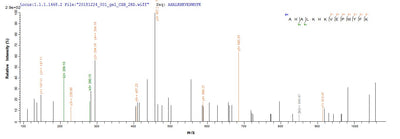 Based on the SEQUEST from database of E.coli host and target protein, the LC-MS/MS Analysis result of this product could indicate that this peptide derived from E.coli-expressed Rattus norvegicus (Rat) Cygb.Recombinant Rat Cytoglobin (CYGB) Protein (His&Myc)