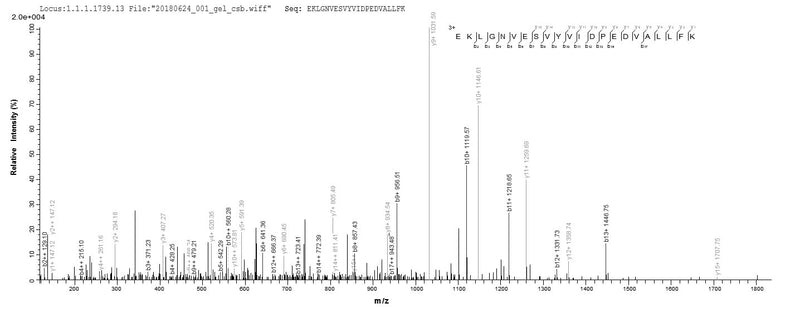 Based on the SEQUEST from database of E.coli host and target protein, the LC-MS/MS Analysis result of this product could indicate that this peptide derived from E.coli-expressed Homo sapiens (Human) CYP11A1.Recombinant Human Cholesterol Side-Chain Cleavage Enzyme, Mitochondrial (CYP11A1) Protein (His-SUMO)
