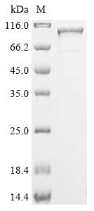 Greater than 85% as determined by SDS-PAGE.