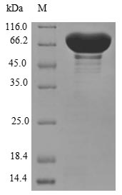 Greater than 85% as determined by SDS-PAGE.