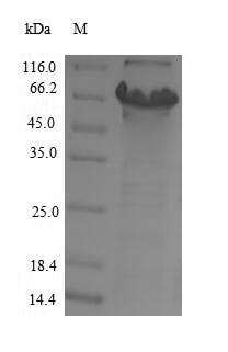 Greater than 90% as determined by SDS-PAGE.Recombinant Human Cytochrome P450 11B2, Mitochondrial (CYP11B2) Protein (His-SUMO)