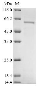 Greater than 85% as determined by SDS-PAGE.Recombinant Human Cytochrome P450 1A1 (CYP1A1) Protein (His)
