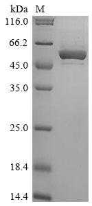 Greater than 90% as determined by SDS-PAGE.