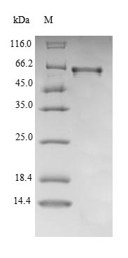 Greater than 90% as determined by SDS-PAGE.