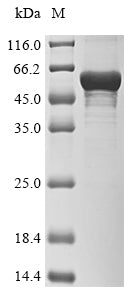 Greater than 85% as determined by SDS-PAGE.Recombinant Human Cytochrome P450 2A6 (CYP2A6) Protein (His&Myc)