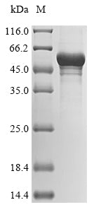 Greater than 85% as determined by SDS-PAGE.