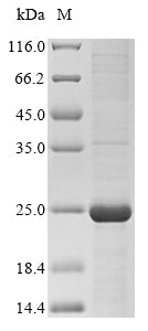 Greater than 85% as determined by SDS-PAGE.Recombinant Human Cytochrome P450 2C9 (CYP2C9) Protein (His&Myc)