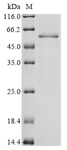 Greater than 85% as determined by SDS-PAGE.Recombinant Mouse Cytochrome P450 2E1 (CYP2E1) Protein (His)