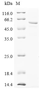 Greater than 85% as determined by SDS-PAGE.