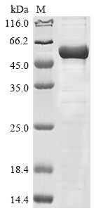 Greater than 85% as determined by SDS-PAGE.