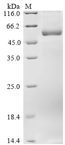 Greater than 85% as determined by SDS-PAGE.