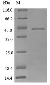 Greater than 90% as determined by SDS-PAGE.Recombinant Mouse Ccn Family Member 1 (CCN1) Protein (His)