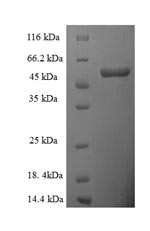 Greater than 90% as determined by SDS-PAGE.Recombinant Human D-Amino-Acid Oxidase (DAO) Protein (His-SUMO)