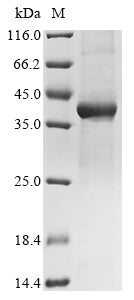 Greater than 85% as determined by SDS-PAGE.Recombinant Mouse D-Amino-Acid Oxidase (DAO) Protein (His)