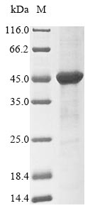 Greater than 85% as determined by SDS-PAGE.