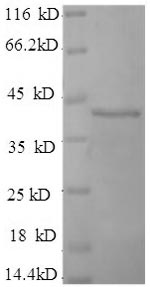 Greater than 90% as determined by SDS-PAGE.