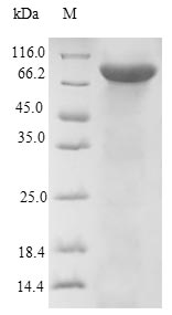 Greater than 90% as determined by SDS-PAGE.