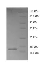 Greater than 90% as determined by SDS-PAGE.