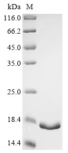 Greater than 90% as determined by SDS-PAGE.Recombinant Mouse Acyl-Coa-Binding Protein (DBI) Protein (His&Myc)