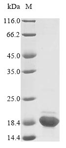 Greater than 85% as determined by SDS-PAGE.Recombinant Rat Acyl-Coa-Binding Protein (DBI) Protein (His&Myc)