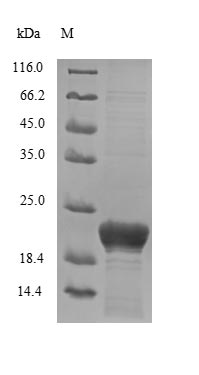 Greater than 85% as determined by SDS-PAGE.Recombinant Human Dermcidin (DCD) Protein (His-B2M)