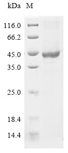 Greater than 85% as determined by SDS-PAGE.