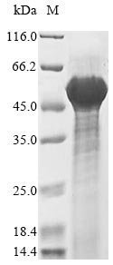 Greater than 90% as determined by SDS-PAGE.Recombinant Mouse Decorin (DCN) Protein (His-SUMO)