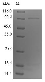 Greater than 90% as determined by SDS-PAGE.