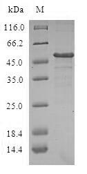 Greater than 90% as determined by SDS-PAGE.