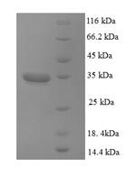 Greater than 90% as determined by SDS-PAGE.