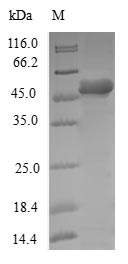 Greater than 90% as determined by SDS-PAGE.