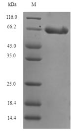 Greater than 90% as determined by SDS-PAGE.