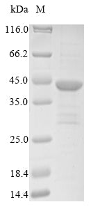 Greater than 85% as determined by SDS-PAGE.