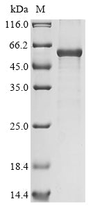 Greater than 85% as determined by SDS-PAGE.