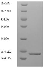 Greater than 90% as determined by SDS-PAGE.