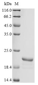 Greater than 85% as determined by SDS-PAGE.