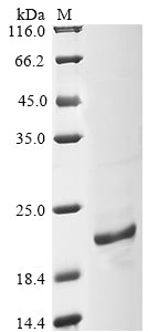 Greater than 85% as determined by SDS-PAGE.