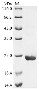 Greater than 90% as determined by SDS-PAGE.Recombinant Human D-Dopachrome Decarboxylase-Like Protein (DDTL) Protein (His&Myc)