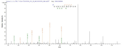 Based on the SEQUEST from database of E.coli host and target protein, the LC-MS/MS Analysis result of this product could indicate that this peptide derived from E.coli-expressed Homo sapiens (Human) DDX5.Recombinant Human Probable Atp-Dependent Rna Helicase Ddx5 (DDX5) Protein (His&Myc)