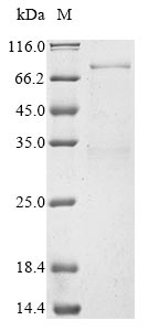 Greater than 85% as determined by SDS-PAGE.Recombinant Human Deformed Epidermal Autoregulatory Factor 1 Homolog (DEAF1) Protein (His)